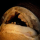Illustration for article titled Welcome To The Nightmare World Of Sea Creatures With Human Teeth